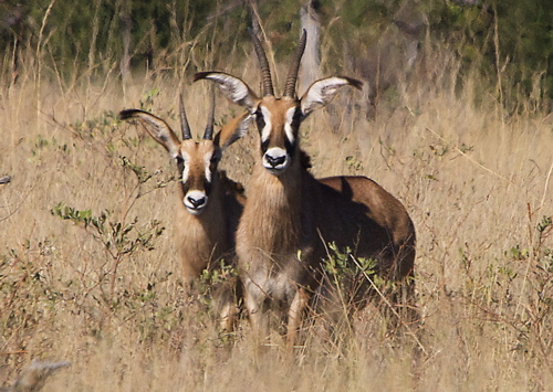 GEO_1322Roan.Antelope2